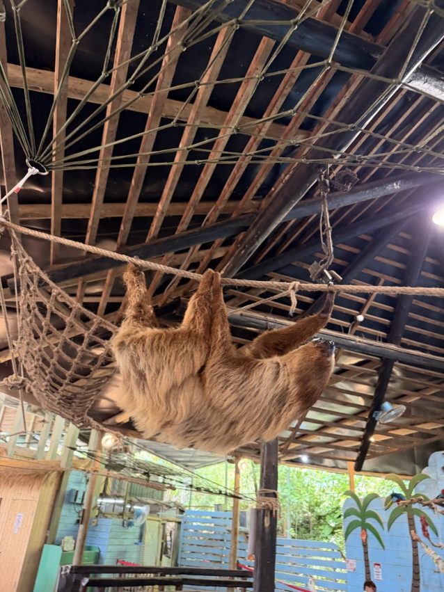 綠世界 【綠世界一日遊】羊駝散步、鵜鶘餵食,動物互動時間、門票優惠、交通攻略|北埔綠世界生態農場 8 2026
