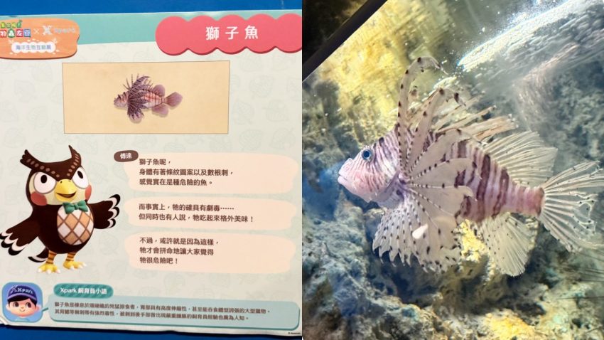 Xpark海洋生物互動展 《動物森友會》Xpark海洋生物互動展現場開箱！活動套票/限定任務/聯名周邊/隱藏珊瑚皮克敏遊玩攻略 3 2026