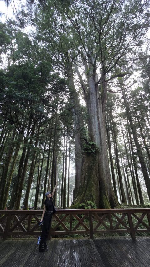 阿里山林鐵 【阿里山林鐵】兩天一夜不開車攻略！祝山日出、奮起湖老街、森林鐵路慢活行 49 2026